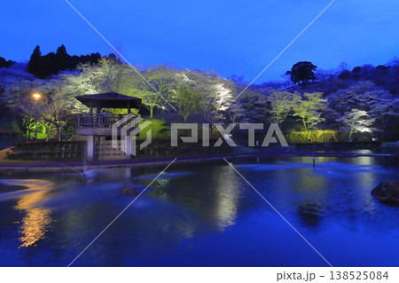 満開の桜（ライトアップ・吉四六ランド・臼杵市） 138525084