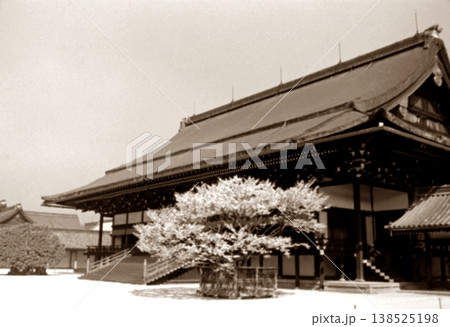 古写真　1956年　京都御所　紫宸殿と左近桜 138525198