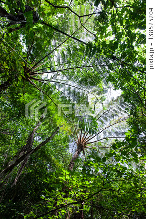 やんばるのヒカゲヘゴの森 138525204