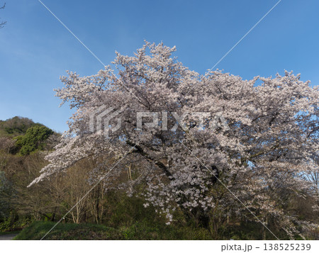 青空と満開の桜 青空と満開の桜 138525239