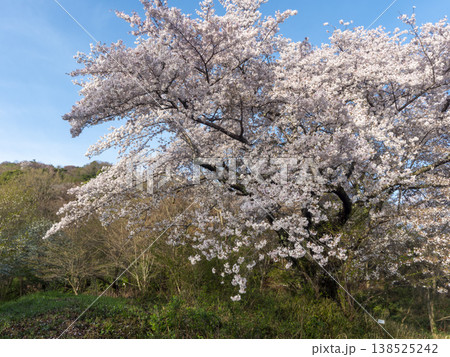 青空と満開の桜 青空と満開の桜 138525242