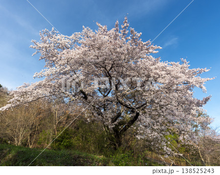 青空と満開の桜 138525243