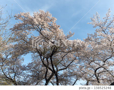 青空と満開の桜 138525248