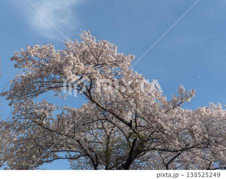 青空と満開の桜 青空と満開の桜 138525249