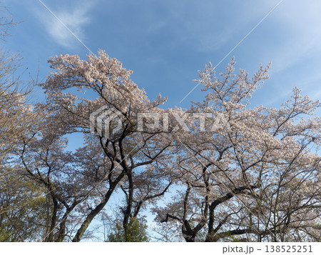 青空と満開の桜 青空と満開の桜 138525251