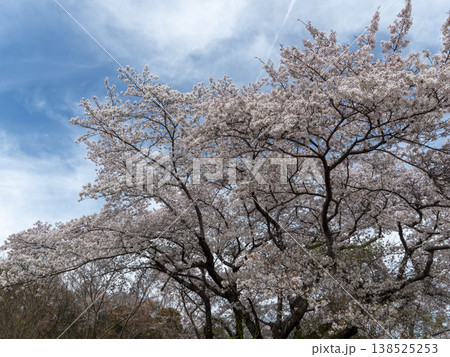青空と満開の桜 青空と満開の桜 138525253