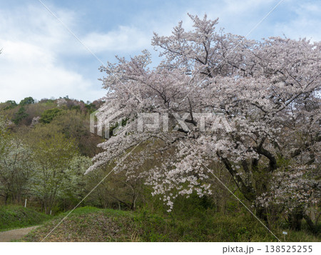 青空と満開の桜 青空と満開の桜 138525255