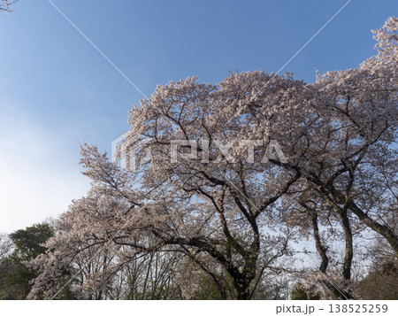 青空と満開の桜 138525259