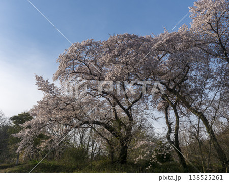 青空と満開の桜 青空と満開の桜 138525261
