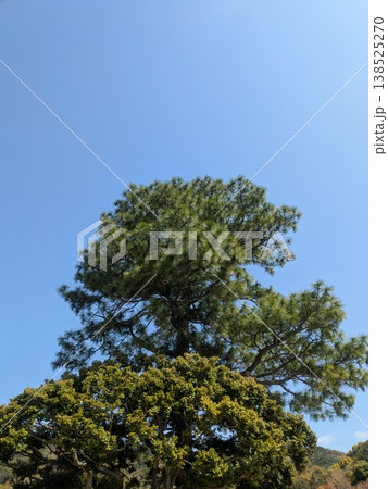 快晴の青空を背景にした松の大木、自然景観に使える風景写真素材 快晴の青空を背景にした松の大木、自然景観に使える風景写真素材 138525270