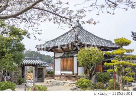 飛鳥寺 思惟殿 満開の桜(奈良県明日香村) 飛鳥寺 思惟殿 満開の桜(奈良県明日香村) 138525301
