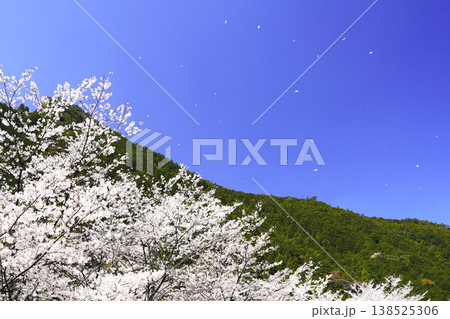 青空に舞う桜 138525306