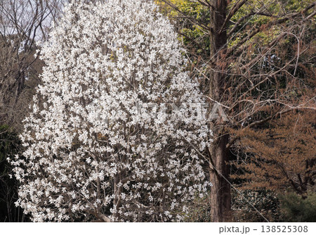 純白の花 コブシ 純白の花 コブシ 138525308