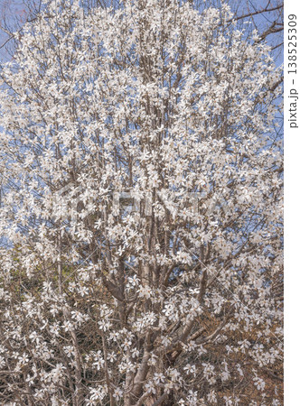 純白の花　コブシ 138525309