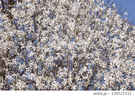 純白の花　コブシ 138525311