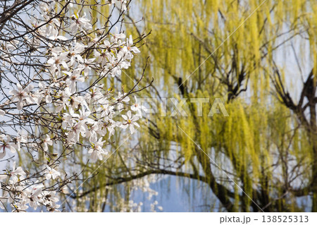 純白の花　コブシ 138525313