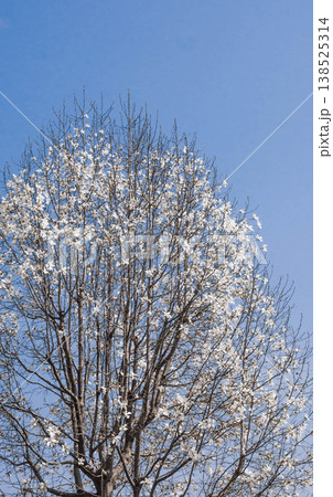 純白の花 コブシ 純白の花 コブシ 138525314