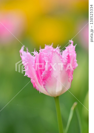美しいピンクのチューリップの花 美しいピンクのチューリップの花 138525334