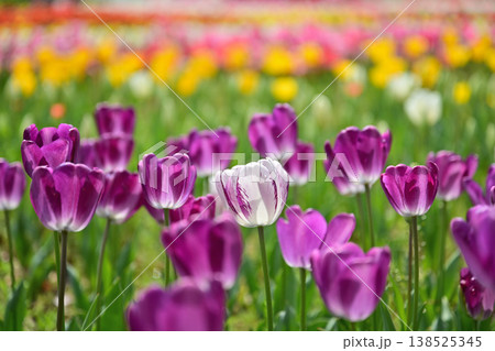 美しいチューリップの花 美しいチューリップの花 138525345