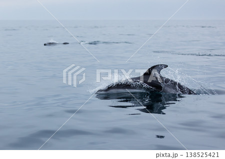 漁船をチャーターして巡る陸奥湾イルカウォッチング（青森県） 138525421