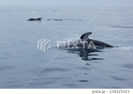 漁船をチャーターして巡る陸奥湾イルカウォッチング(青森県) 漁船をチャーターして巡る陸奥湾イルカウォッチング(青森県) 138525423