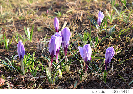 Tender first sprouts of crocuses with drops of dew after rain in the spring garden.Abstract floral background with blurred background with bokeh.Concept of the arrival of spring, 138525496