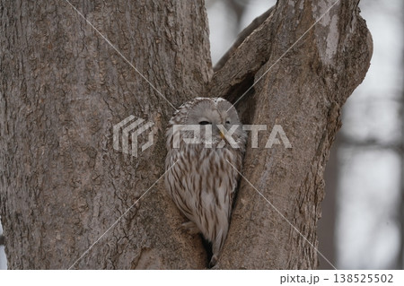 エゾフクロウのいる風景 エゾフクロウのいる風景 138525502