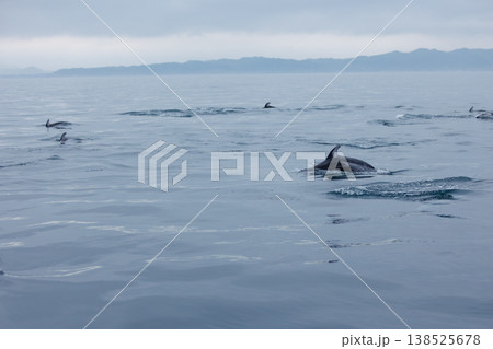 初夏の風物詩、むつ湾のいるか(青森県) 初夏の風物詩、むつ湾のいるか(青森県) 138525678