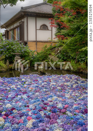 雨引観音 あじさいの浮かぶ池(茨城県桜川市・池に浮かぶ紫陽花の風景) 雨引観音 あじさいの浮かぶ池(茨城県桜川市・池に浮かぶ紫陽花の風景) 138525694