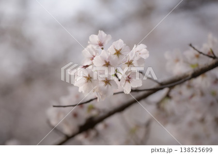 埼玉県幸手市 権現堂公園の桜の花(ソメイヨシノのクローズアップ) 埼玉県幸手市 権現堂公園の桜の花(ソメイヨシノのクローズアップ) 138525699