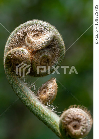 ヒカゲヘゴの新芽 138525785