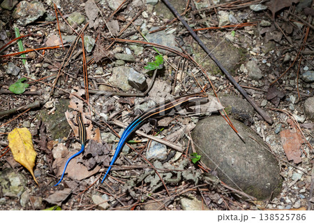 ニホントカゲの幼体 138525786