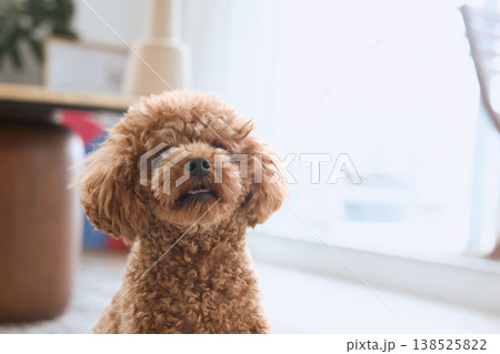 窓辺で舌を出すトイプードル 室内でくつろぐ型犬 窓辺で舌を出すトイプードル 室内でくつろぐ型犬 138525822