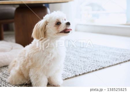 窓辺で見上げるマルチーズ 室内でくつろぐ白い犬のいる暮らし 窓辺で見上げるマルチーズ 室内でくつろぐ白い犬のいる暮らし 138525825