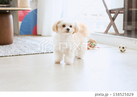 室内で遊ぶマルチーズ 小型犬と暮らすペットライフ 138525829