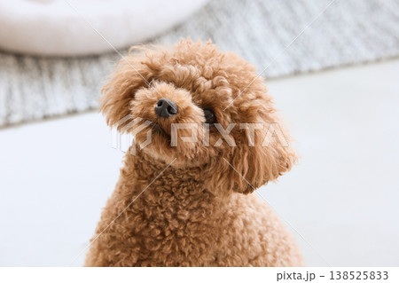 室内でくつろぐトイプードル 小型犬のかわいい表情 138525833