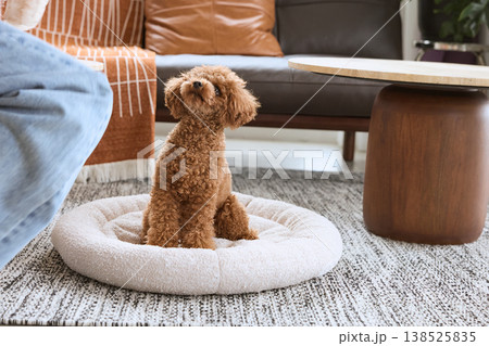犬用ベッドでくつろぐトイプードル 室内で暮らす小型犬のある暮らし 犬用ベッドでくつろぐトイプードル 室内で暮らす小型犬のある暮らし 138525835