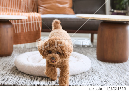 犬用ベッドから歩いてくるトイプードル 室内で暮らす小型犬のある暮らし 138525836