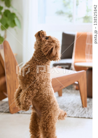 室内で立ち上がるトイプードル 可愛いしぐさの小型犬 室内で立ち上がるトイプードル 可愛いしぐさの小型犬 138525842
