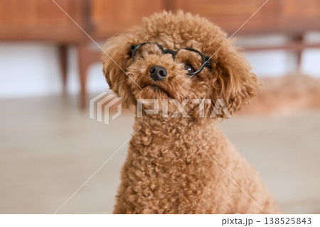 メガネをかけたトイプードル 室内でくつろぐかわいい小型犬 メガネをかけたトイプードル 室内でくつろぐかわいい小型犬 138525843