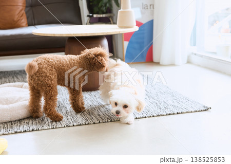 室内で遊ぶマルチーズとトイプードル 多頭飼いのあるペットとの暮らし 室内で遊ぶマルチーズとトイプードル 多頭飼いのあるペットとの暮らし 138525853