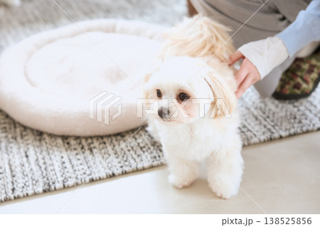 リビングで飼い主に撫でられるマルチーズ 犬のいる暮らし リビングで飼い主に撫でられるマルチーズ 犬のいる暮らし 138525856