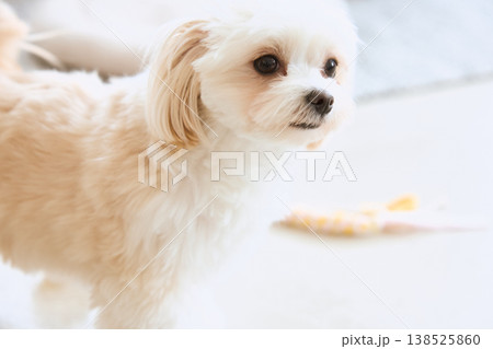 リビングで横を向いて立つマルチーズの横顔 犬のいる暮らし リビングで横を向いて立つマルチーズの横顔 犬のいる暮らし 138525860
