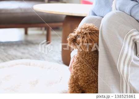 リビングで飼い主のそばに座るトイプードル 犬のいる暮らし リビングで飼い主のそばに座るトイプードル 犬のいる暮らし 138525861