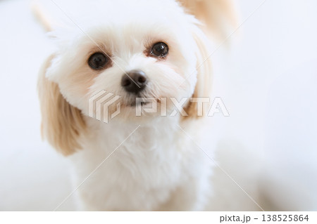 カメラを見るマルチーズのポートレート 犬のいる暮らし カメラを見るマルチーズのポートレート 犬のいる暮らし 138525864