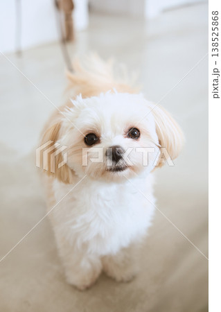 カメラを見るマルチーズのポートレート 犬のいる暮らし 138525868