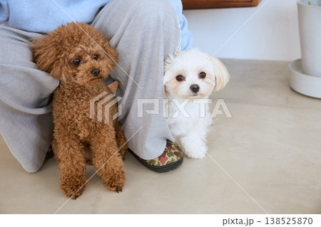 飼い主の足元でカメラを見るトイプードルとマルチーズ 飼い主の足元でカメラを見るトイプードルとマルチーズ 138525870