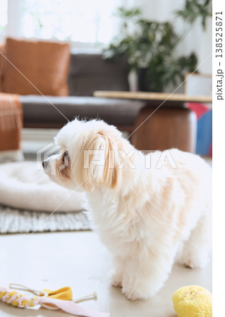 リビングで過ごすマルチーズの全身 犬のいる暮らし 138525871