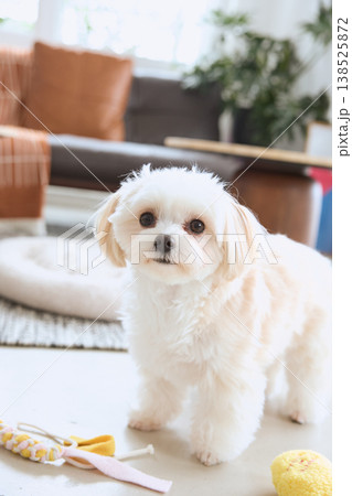 リビングでカメラを見るマルチーズ 犬のいる暮らし リビングでカメラを見るマルチーズ 犬のいる暮らし 138525872