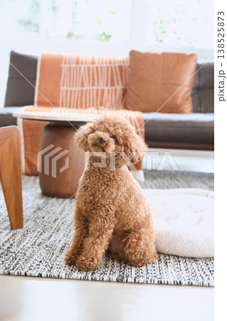 リビングで座るトイプードル 犬のいる暮らし 138525873